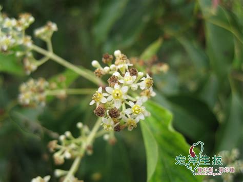 樟樹開花|樟樹是什麼？台灣原生樹種的特性與文化意義 